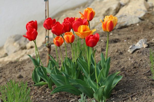 Tulpen Wühlmausschutz aus Drahtgestrick
